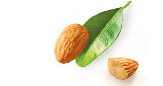 چند عدد بادام تلخ کشنده است و خوردن چه تعداد بادام تلخ باعث مرگ ناگهانی می شود چند عدد بادام تلخ کشنده است ؛ خوردن چه تعداد بادام تلخ باعث مرگ ناگهانی می شود