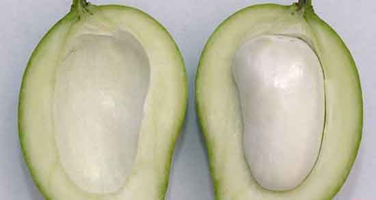 چگونه تلخی هسته انبه را بگیریم و روش از بین بردن تلخی هسته انبه چگونه تلخی هسته انبه را بگیریم ؛ روش از بین بردن تلخی هسته انبه