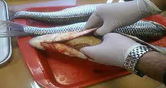 کالری اشپل ماهی و میزان کالری اشپل ماهی قزل الا برای بدن کالری اشپل ماهی ؛ میزان کالری اشپل ماهی قزل الا برای بدن