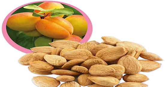 کالری هسته زردآلو و جدول ارزش غذایی هسته زردآلو برای بدن کالری هسته زردآلو ؛ جدول ارزش غذایی هسته زردآلو برای بدن