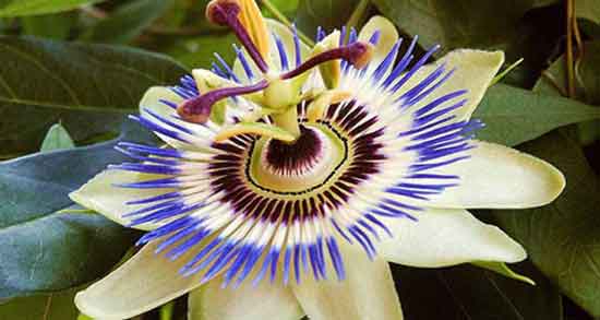 کالری گل ساعتی و چه میزان کالری در گل ساعتی وجود دارد کالری گل ساعتی ؛ چه میزان کالری در گل ساعتی وجود دارد