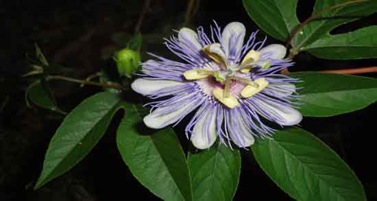 گل ساعتی و بیش فعالی و خاصیت دارویی گل ساعتی برای درمان بیش فعالی کودکان گل ساعتی و بیش فعالی ؛ خاصیت دارویی گل ساعتی برای درمان بیش فعالی کودکان