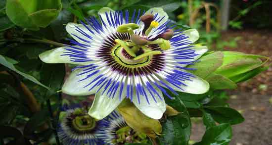 گل ساعتی و لاغری و روش صحیح مصرف گل ساعتی برای کاهش وزن گل ساعتی و لاغری ؛ روش صحیح مصرف گل ساعتی برای کاهش وزن