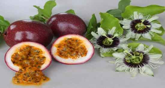 گل ساعتی و میوه و معرفی کامل میوه گل ساعتی و خواصی که دارد گل ساعتی و میوه ؛ معرفی کامل میوه گل ساعتی و خواصی که دارد