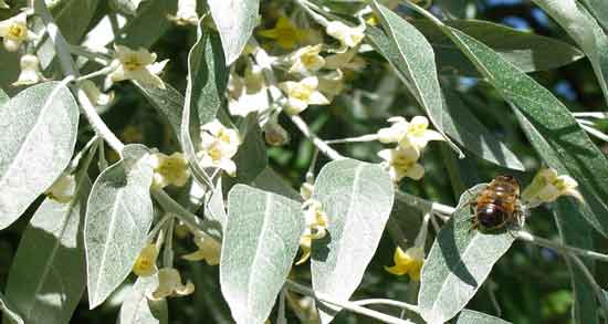 گل سنجد برای پسرزایی و نسخه گیاهی برای پسردار شدن با مصرف گل سنجد گل سنجد برای پسرزایی ؛ نسخه گیاهی برای پسردار شدن با مصرف گل سنجد