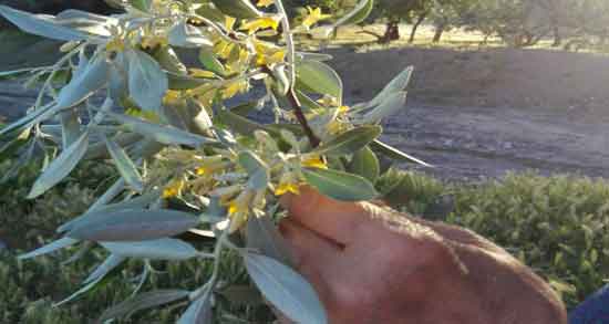 گل سنجد و پسرزایی و تعیین جنسیت جنین با مصرف گل سنجد گل سنجد و پسرزایی ؛ تعیین جنسیت جنین با مصرف گل سنجد