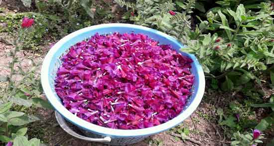 گل گاوزبان در ماه اول بارداری ؛ خطر سقط جنین با خوردن گل گاوزبان در اوایل بارداری گل گاوزبان در ماه اول بارداری ؛ خطر سقط جنین با خوردن گل گاوزبان در اوایل بارداری