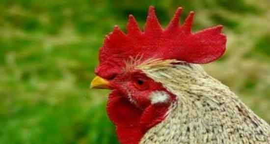 گوشت خروس در اسلام و حکم خوردن گوشت خروس در دین اسلام گوشت خروس در اسلام ؛ حکم خوردن گوشت خروس در دین اسلام