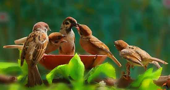 گوشت گنجشک برای جنین و تاثیر خوردن گوشت گنجشک برای سلامت جنین گوشت گنجشک برای جنین ؛ تاثیر خوردن گوشت گنجشک برای سلامت جنین