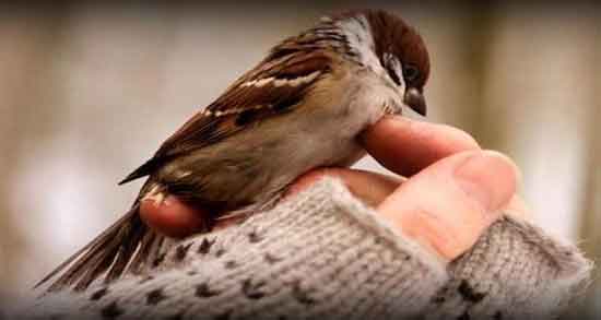 گوشت گنجشک برای ویار و از بین بردن ویار بارداری با خوردن گوشت گنجشک گوشت گنجشک برای ویار ؛ از بین بردن ویار بارداری با خوردن گوشت گنجشک