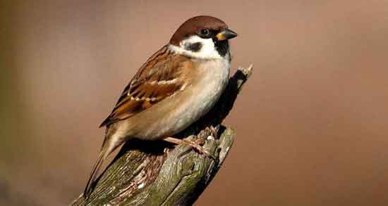 گوشت گنجشک برای کرونا و مقابله با ویروس کرونا با مصرف گوشت گنجشک گوشت گنجشک برای کرونا ؛ مقابله با ویروس کرونا با مصرف گوشت گنجشک