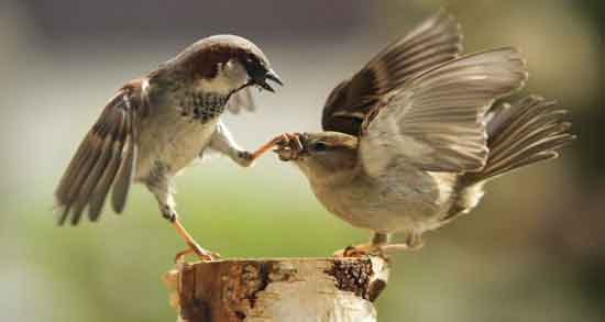 گوشت گنجشک در روایات و بررسی خواص و اهمیت مصرف گوشت گنجشک در روایات گوشت گنجشک در روایات ؛ بررسی خواص و اهمیت مصرف گوشت گنجشک در روایات