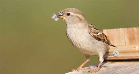 گوشت گنجشک در کرج و از چه مکان هایی در کرج گوشت گنجشک بخریم؟ گوشت گنجشک در کرج ؛ از چه مکان هایی در کرج گوشت گنجشک بخریم؟