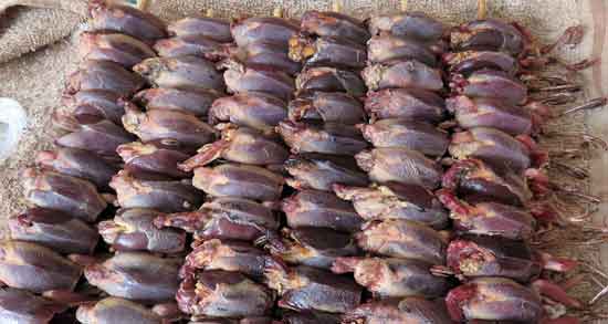 گوشت گنجشک و سرطان و خاصیت دارویی و درمانی مصرف گوشت گنجشک برای بیماری سرطان گوشت گنجشک و سرطان ؛ خاصیت دارویی و درمانی مصرف گوشت گنجشک برای بیماری سرطان