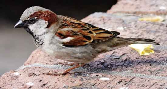 گوشت گنجشک و فشار خون و تاثیر مصرف گوشت گنجشک برای کنترل فشار خون گوشت گنجشک و فشار خون ؛ تاثیر مصرف گوشت گنجشک برای کنترل فشار خون
