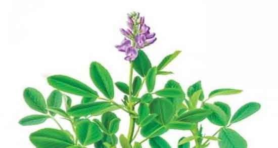 یونجه برای چی خوبه ؛ ایا جوشانده یونجه برای سرماخوردگی خوبه یونجه برای چی خوبه ؛ ایا جوشانده یونجه برای سرماخوردگی خوبه